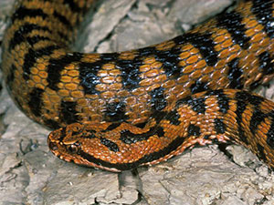 Buy Vipera Aspis Snake Venom online in USA